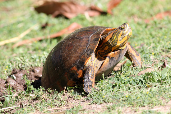 Tortuga pintada