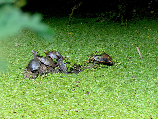 Tortuga pintada