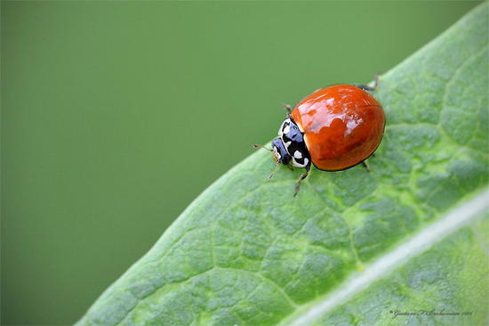 Lady beetle