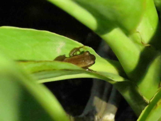 Ranita trepadora