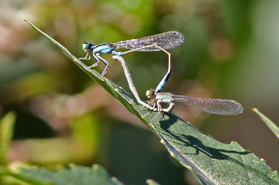 Damselfly/Narrow-winged damselflies