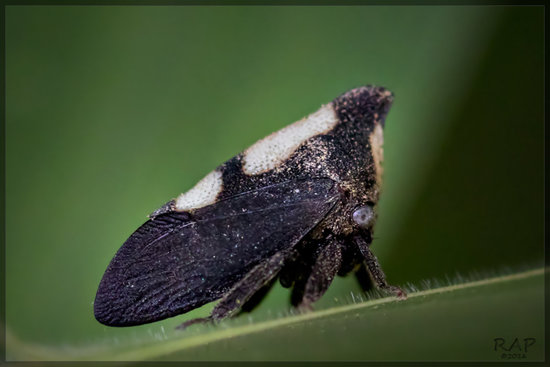 Treehopper