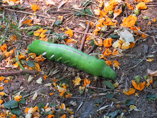 Polilla de las chilcas