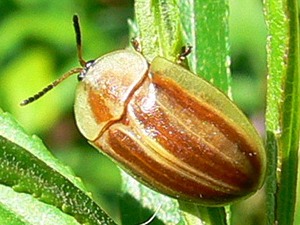 Tortoise beetle/Anacassis fuscata