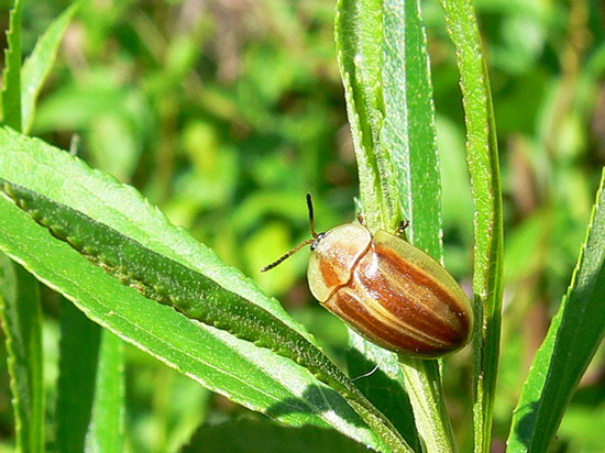 Tortoise beetle