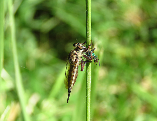 Robber fly