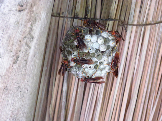 Paper wasp