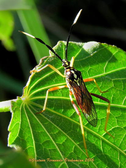 Leaf-footed bug