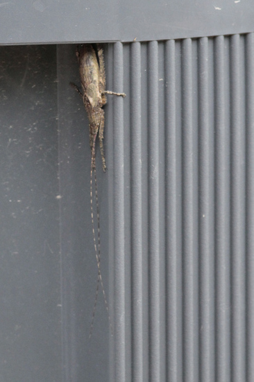 Katydid