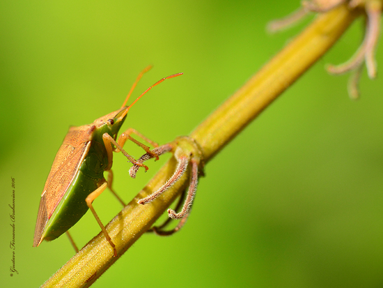 Horn bug