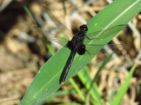 Dragonfly/Skimmers