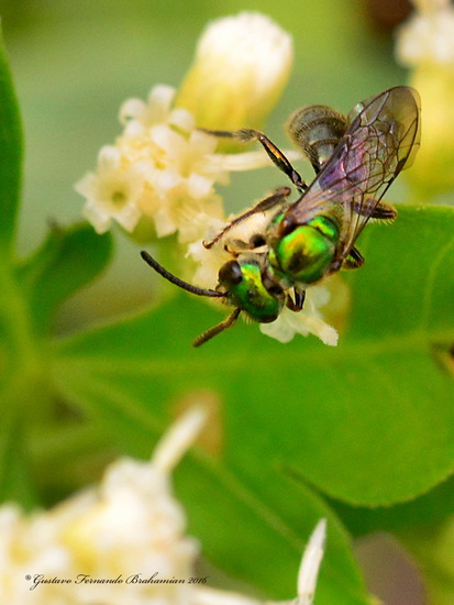 Sweat Bee