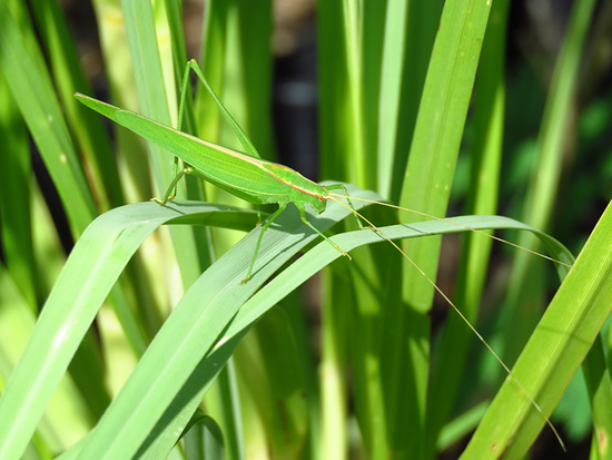 Katydid