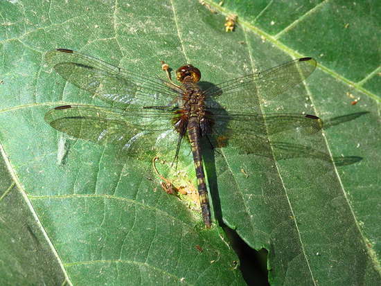 Dragonfly