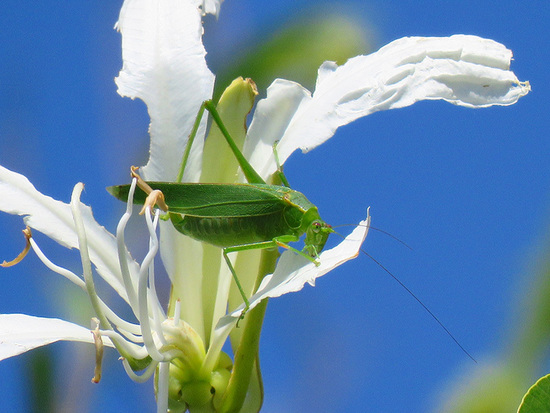 Leaf katydid
