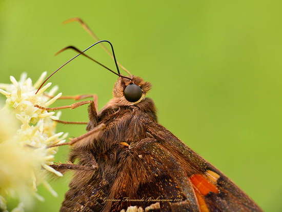 Plateada común