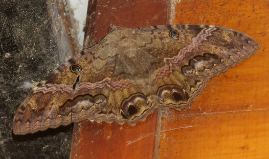 Polilla bruja