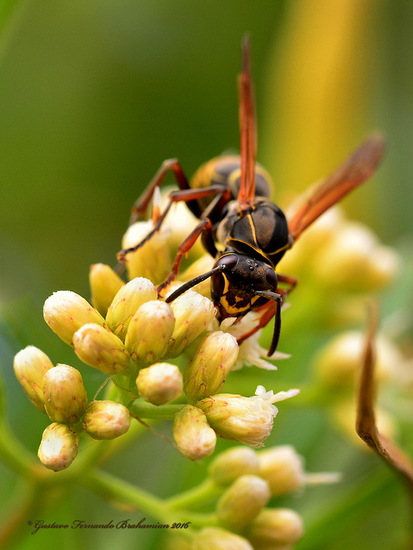 Paper wasp