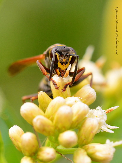 Paper wasp