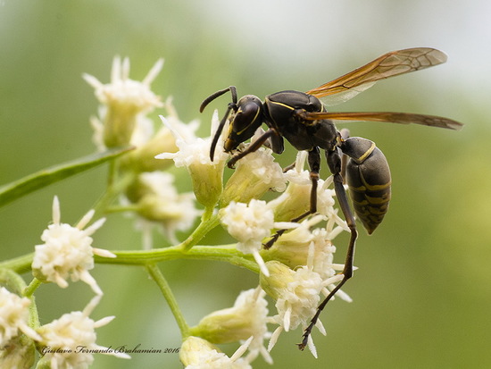 Paper wasp
