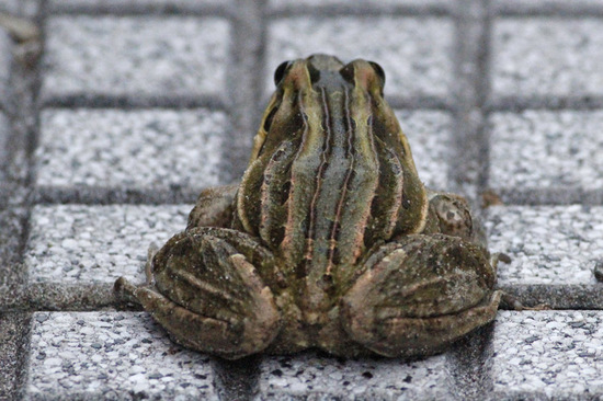 Rana criolla
