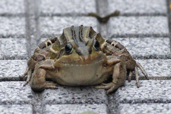 Rana criolla