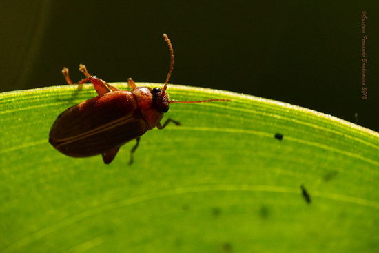 Marsh beetle