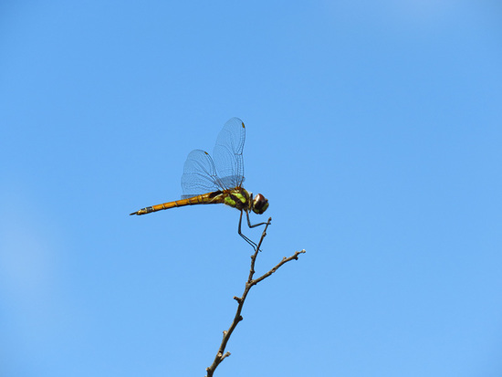 Dragonfly/Skimmers