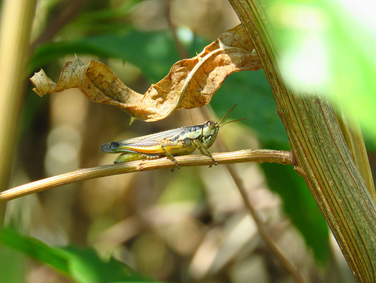 Spur-throated grasshopper