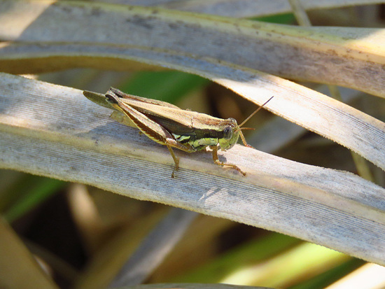 Spur-throated grasshopper