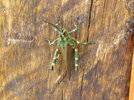 Lubber Grasshopper