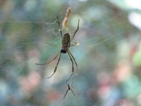 Golden Silk Orbweaver
