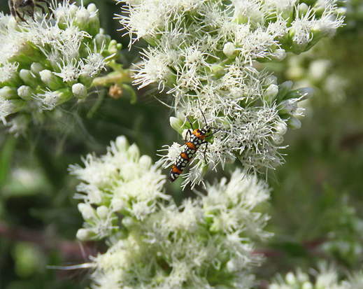 Oruga del Ailanthus