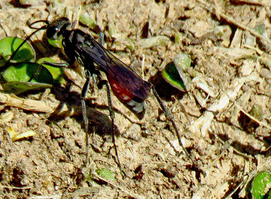 Mud-dauber wasp