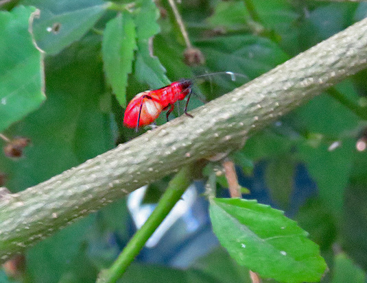 Red Bug
