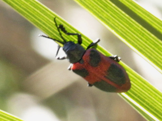 Leaf beetle