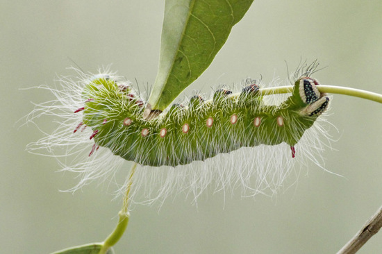 Polilla imperial