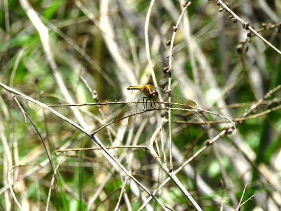 Dragonfly/Skimmers