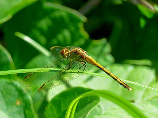 Dragonfly/Skimmers