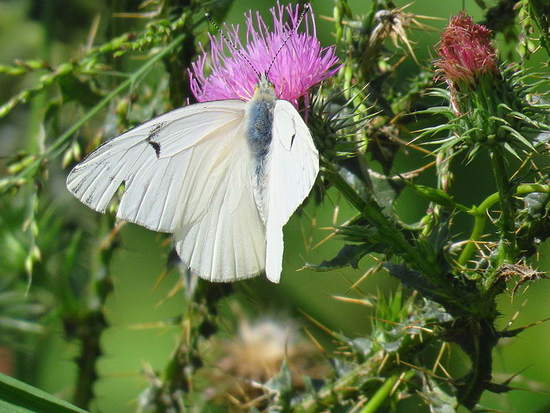 Lechera argentina 