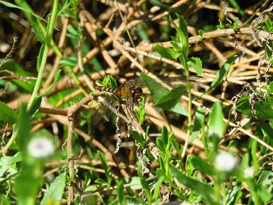 Dragonfly