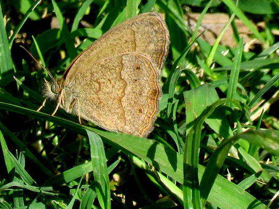 Marrón del Pastizal 