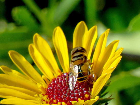 Hoverfly