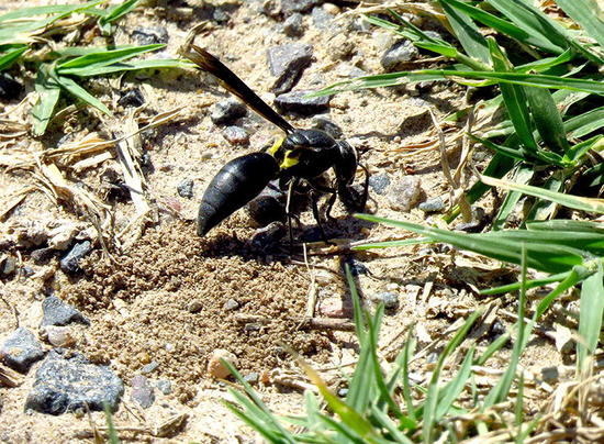 Potter wasp