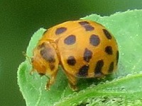 Vaquita de las hojas/Henisephilachna vigintioctopunctata 