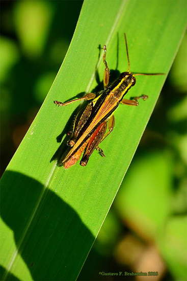 Short-horned grasshopper