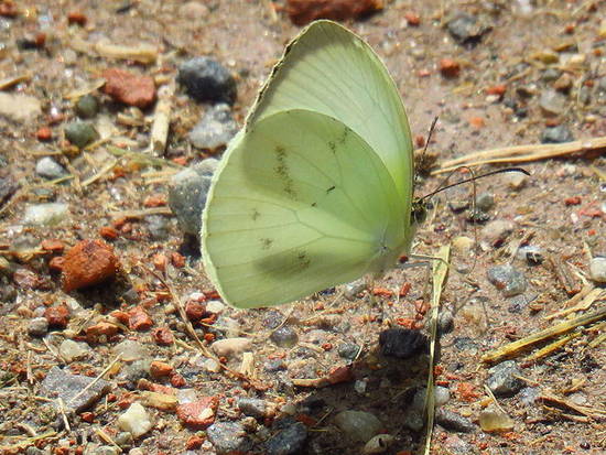 Blanquita