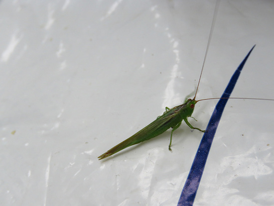 Lesser meadow katydid