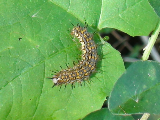 Dama manchada 