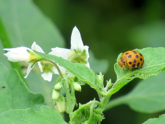 Lady beetle